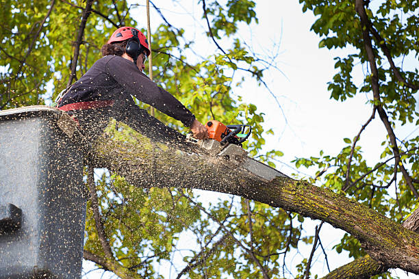 Best Lawn Mowing  in Esko, MN